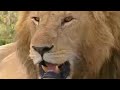 BBC: Lion Out of Africa? Trophy Lion Manes and Hunting Polit