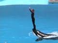 sea world shamu you raise me up sea world shamu you raise me up