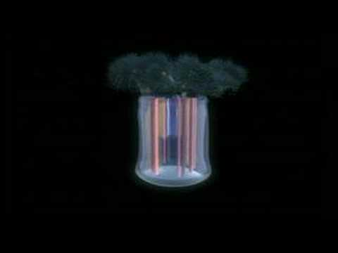 Cnidaria-musculos e nervos
