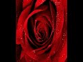 Mues Trailers 1 - American Beauty Mues Trailers 1 - American Beauty