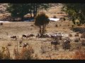 Planet Earth - Animals Pictures. Planet Earth - Animals Pictures.