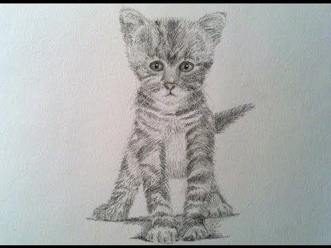 how to draw realistic a cat