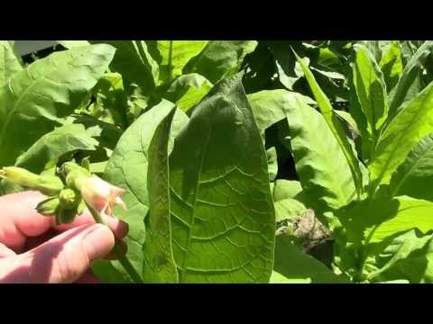 how to harvest tobacco leaves