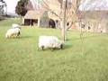 cotswolds sheep