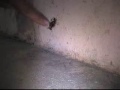Les fourmis du B�nin...