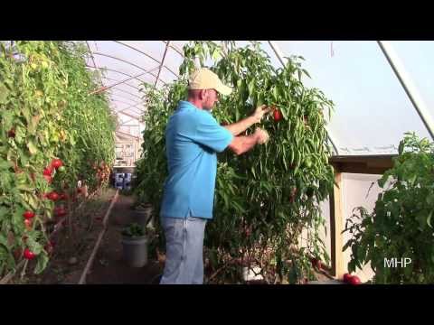 Bell Peppers - Two Years of Production