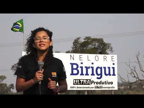 2 DE OLHO NA FAZENDA NELORE BIRIGUI