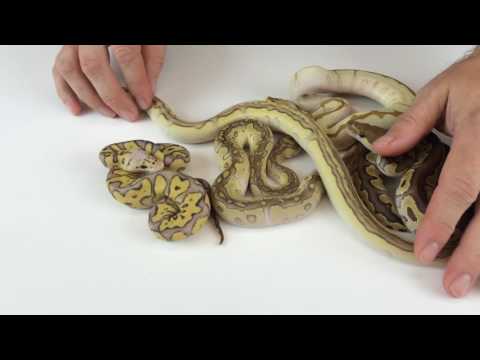 YouTube reptile video