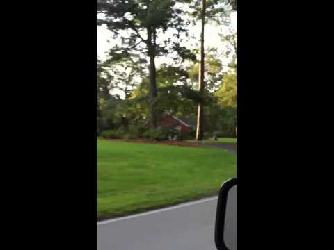 Very large black bear in Trent Woods NC