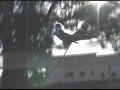 Raphael Borenstein - Flying Trapeze