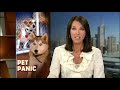 Keep Your Pets Safe on Australia Day
