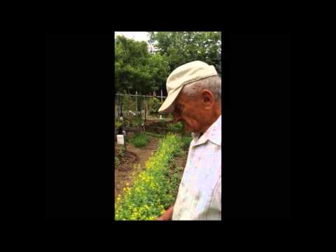 how to harvest broccoli raab