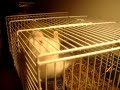 My hamster goes wild My hamster goes wild