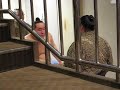 花道奥の朝青龍
