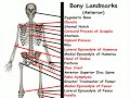 Anterior Bone Landmarks