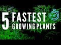 Fast Growing Low Tech Aquarium Plants