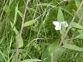 butterfly butterfly