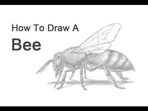 video-linktoworks-How to Draw a Bee - YouTube