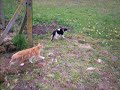 Tirou le chat et Félix aprés leurs exploits Tirou le chat et Félix aprés leurs exploits