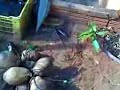 EXPLOSÃO DO DESODORANTE