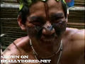 Incredible Ritual With Hundreds of Poisonous Bullet Ants Incredible Ritual With Hundreds of Poisonous Bullet Ants