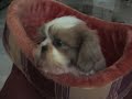 Shi Tzu pup