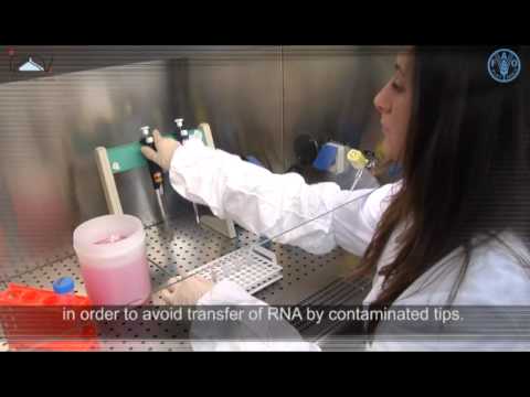 how to isolate rna from blood