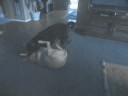 dog eat dog dog eat dog