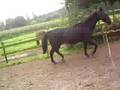videos de Amigo aan longe