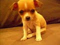 nonnies-pups-first-food3.html