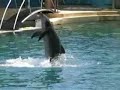 Best of Marineland Best of Marineland