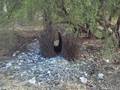 Great Bowerbird