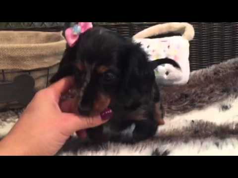 Beautiful Mini Dachshund female
