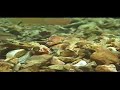 Hornyhead Chub Building Nest Mound Hornyhead Chub Building Nest Mound