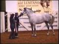 Spanish Vision Farm Pure Spanish Andalusian Horses for Sale