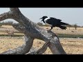 squirrels, varan and various birds in Etosha, Namibia