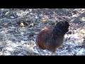 AJI CARRETA GALLINA DE CAMPO