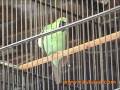 Bratang Flora And Fauna Market - Surabaya - East Java