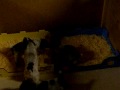 German Shorthaired Pointer puppies potty training at 31/2 we