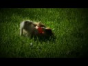 Eukanuba Magnificent Dogs Video