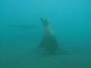 Anacapa Sea Lions Anacapa Sea Lions