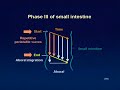 GI motility Phase III GI motility Phase III