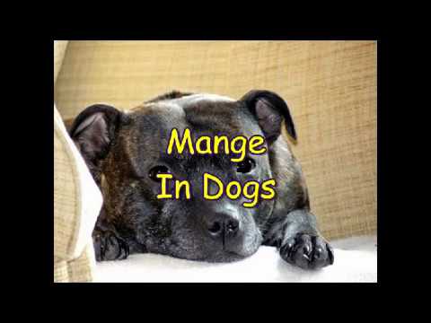 how to get rid dog mange