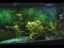 Planted Community Fish Tank Planted Community Fish Tank