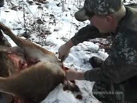 how to bleed deer meat out
