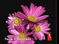 Enamorado