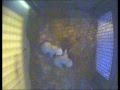 Mother Polar Bear with Twin Cubs - YouTube