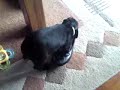Louie eats shoe Louie eats shoe