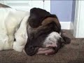 Benny the Saint Bernard rocks the house