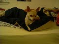 Chihuahua With a BIG bed